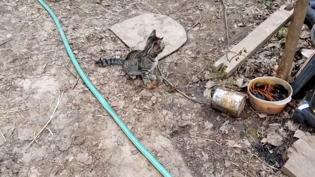 Кормление козочек. Стрижка копыт у козы. Кафе. Дети на площадке в городе. смотреть онлайн