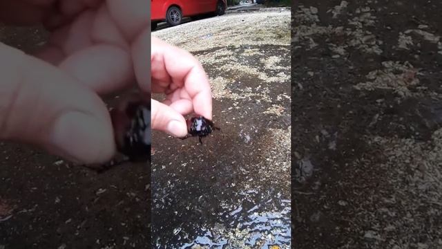 СПАСЕНИЕ ЖУКА-НОСОРОГА. Жуки-носороги обитают в Одессе #Shorts смотреть онлайн