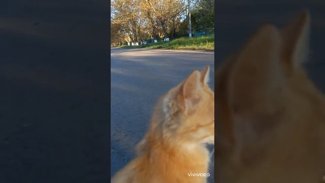 Adventures of Ryzhik Part 1. #Shorts смотреть онлайн