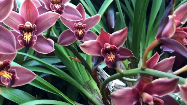 Орхидеи в бот.саду. Каттлея пурпурата, камбрия, онцидиум, фаленопсис, ванда, орхидея ваниль и др.