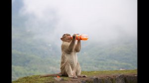 Самые редкие обезьяны в дикой природе ??