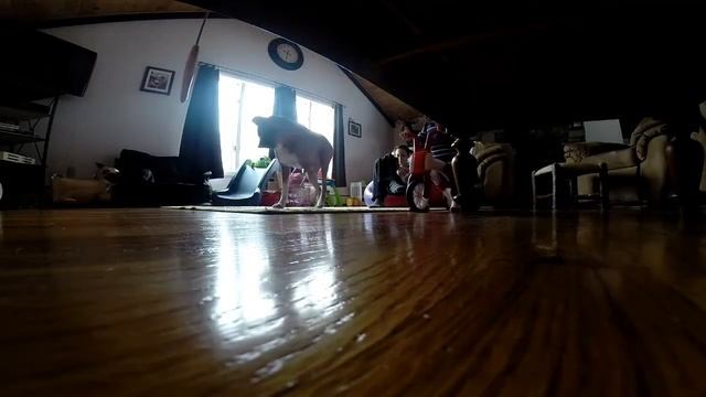 18 Mo. Emerson ChillaFish Bunzi 2-in-1 Gradual Balance Bike смотреть онлайн