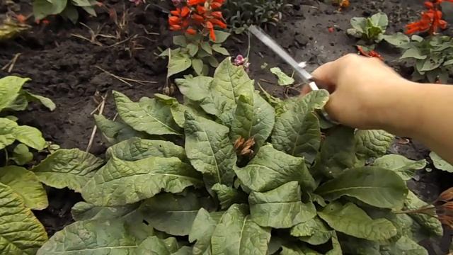 УХОД ЗА ПРИМУЛОЙ ЛЕТОМ.ОБРЕЗАЕМ ЦВЕТОНОСЫ. смотреть онлайн