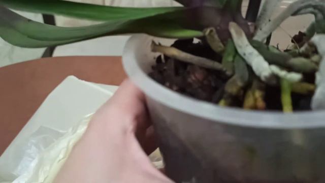 Спасение орхидеи фаленопсис #2 день реанимации смотреть онлайн