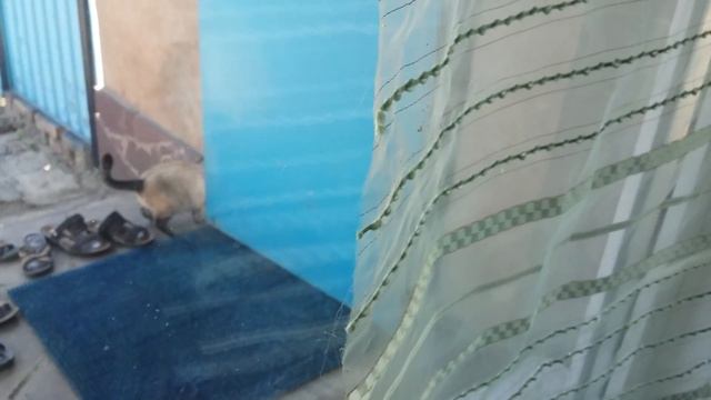 Кошка открывает дверь смотреть онлайн
