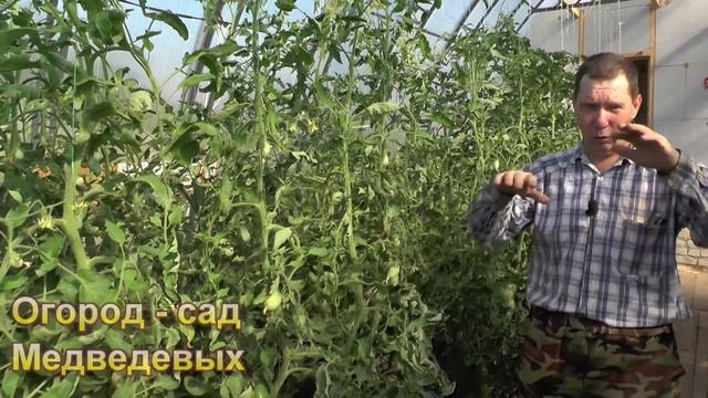 Как спасать томаты от жары смотреть онлайн