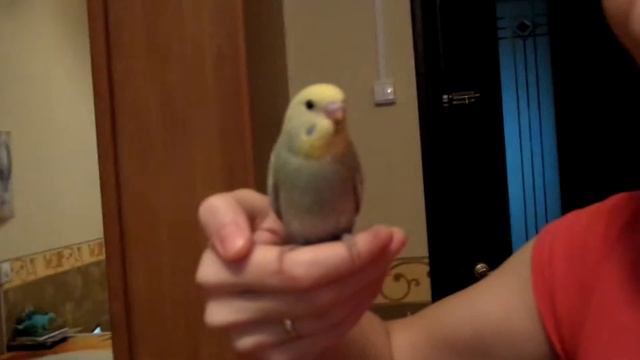 Ручняшка-птенчик подрос (ему 41 день).