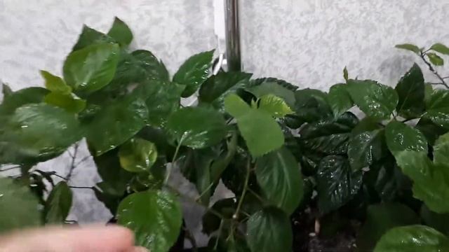 Обзор моих цветов. Часть 15. Гибискусы. смотреть онлайн
