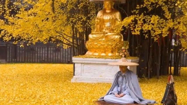 Золотое дерево Гинкго смотреть онлайн