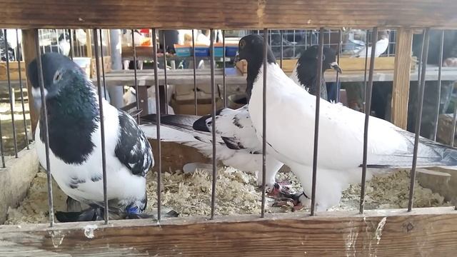 23.07.23 ЯРМАРКА ГОЛУБЕЙ. БРОННИЦЫ смотреть онлайн