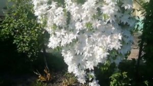 САМЫЕ ЛУЧШИЕ СОРТА КЛЕМАТИСОВ У МЕНЯ В САДУ. ЧАСТЬ 1.