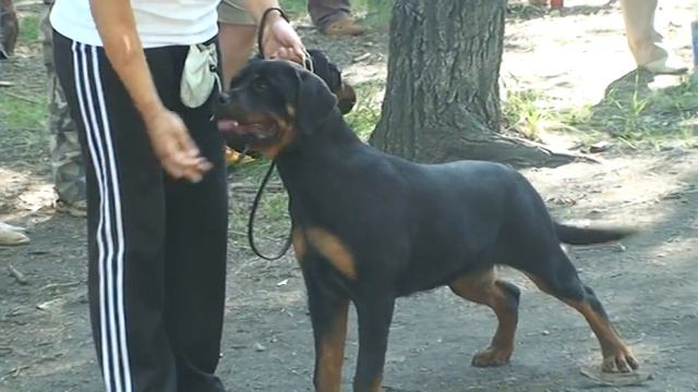 класс ЩЕНКОВ сук смотреть онлайн