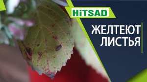 Почему желтеют листья гортензий ?  Болезни гортензий