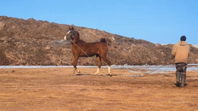 Продажа!!! Дончак, жеребец донской породы, 2.5 года. смотреть онлайн