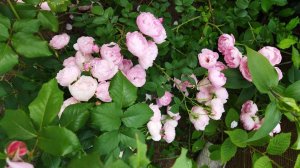 Плетистая роза Раубриттер (rose Raubritter), описание сорта, отзыв, июль 2022