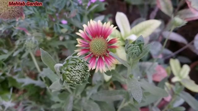 Gaillardia Plant Care || How to grow gaillardia || fertilizer pruning Get Maximum Flowering смотреть онлайн