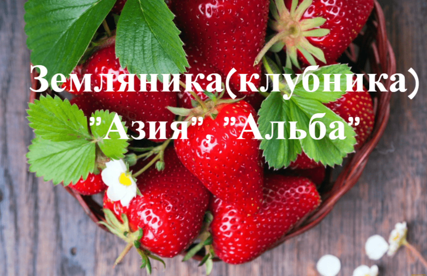 Как сажать клубнику(землянику).Сорт "Альба" и "Азия". смотреть онлайн