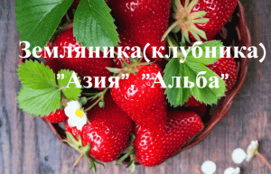 Как сажать клубнику(землянику).Сорт "Альба" и "Азия".
