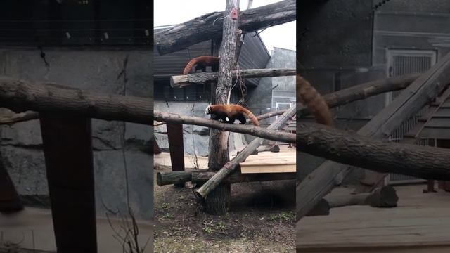 красная / панда / паркур #видео #юмор #приколы #2023 #mem #животные #милота смотреть онлайн