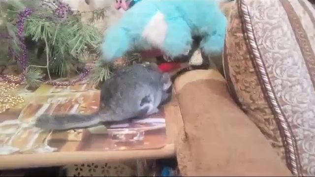 Домашняя Жизнь Шиншиллы смотреть онлайн