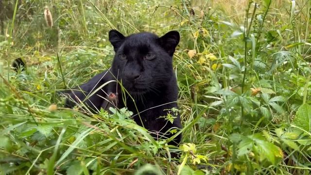 Panther's Luna scary monsters are attacking again ?? смотреть онлайн