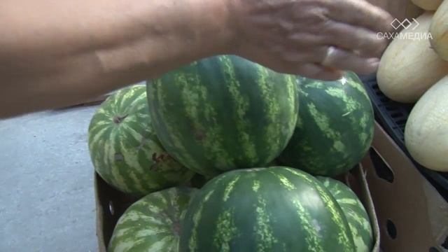 Видеоопрос: Как выбрать самый спелый арбуз смотреть онлайн