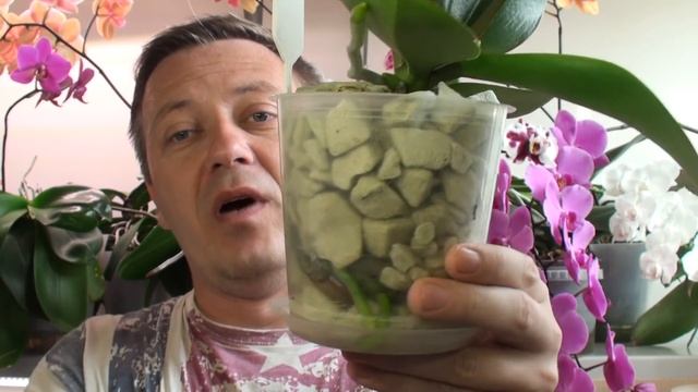 ОРХИДЕИ ЛУЧШЕ РАСТУТ В ЧЁМ: кора, керамзит, пеностекло, серамис? смотреть онлайн