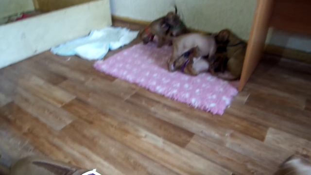 Щенки Родезийского риджбека 1 месяц и 8 дней смотреть онлайн