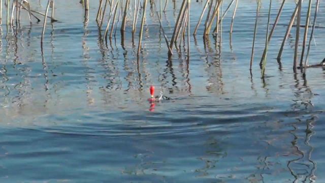 Рыбалка на карася в камышах, видео под водой Fishing for carp in the reeds, video underwater смотреть онлайн