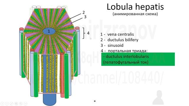 Строение дольки печени. смотреть онлайн
