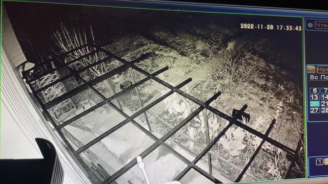 Загадочное существо чепыш