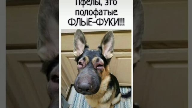 Пчелы смотреть онлайн