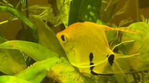 Аквариумистика. Скалярии отложили икру в общем аквариуме! Что делать?