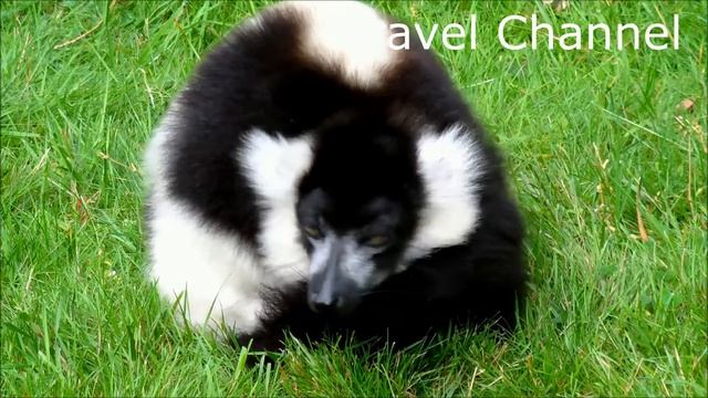 Black and White Ruffed Lemur - ? ?Ruffed Lemur Sounds - Red Ruffed Lemur - Ruffed Lemur 4k смотреть онлайн
