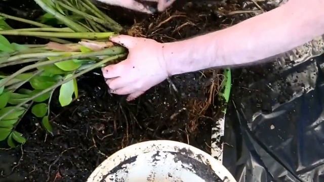 Пересадка цветка замиокулькаса/Natalia Dav смотреть онлайн