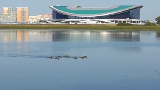 Река Казанка, напротив стадиона Казань арена. Семья уток. смотреть онлайн