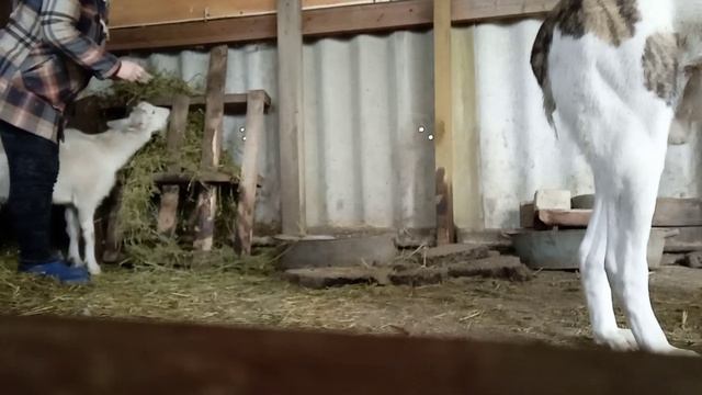 Дружба Алабая с козочкой смотреть онлайн