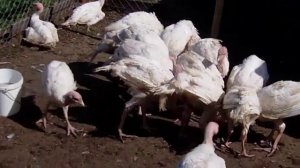 Мои индюшата Хайбрид Конвертер в 2,5 месяца.