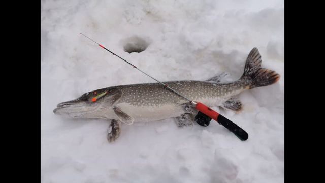 УДОЧКИ ФОТО ЗАКАЗОВ И ТРОФЕЕВ смотреть онлайн