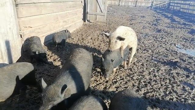 Порода кармал. Кабан венгерской мангалицы+свинка вьетнамская - вислобрюхая=кармал. смотреть онлайн