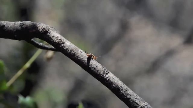 Flying Earwig смотреть онлайн