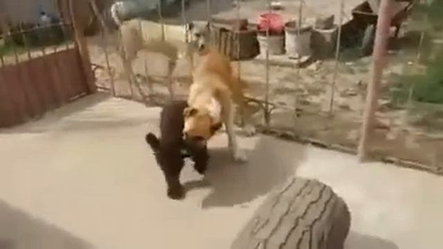 Медвеженок против собаки смотреть онлайн