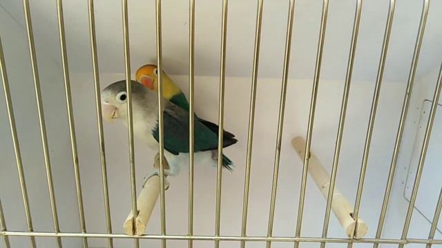 Love Birds Fast And Megical Breeding Formula 2022-2023 l Love Birds Fast And Secret Breeding Tips смотреть онлайн