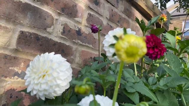 Георгины из семян. Мои сеянцы 2020. смотреть онлайн