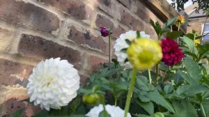 Георгины из семян. Мои сеянцы 2020.