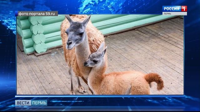 Лампарик или Кешью? Пермяки выбирают имя детёнышу ламы смотреть онлайн