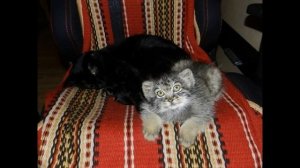 Манул Даша — история дикого котёнка выросшего среди людей #animals