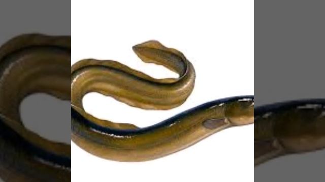Light language invocation to Eel fish spirit guide with angelic symbol смотреть онлайн