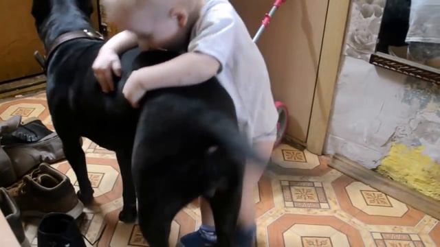 Ребенок и питбуль лучшие друзья. Вместе навеки ))) смотреть онлайн