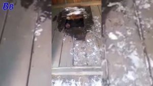 МУЖИК упал в ТУАЛЕТ и ВЕЩАЕТ от туда - Чёрная Дыра